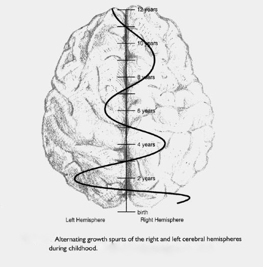 alternating-brain-hemispheres1 (1)
